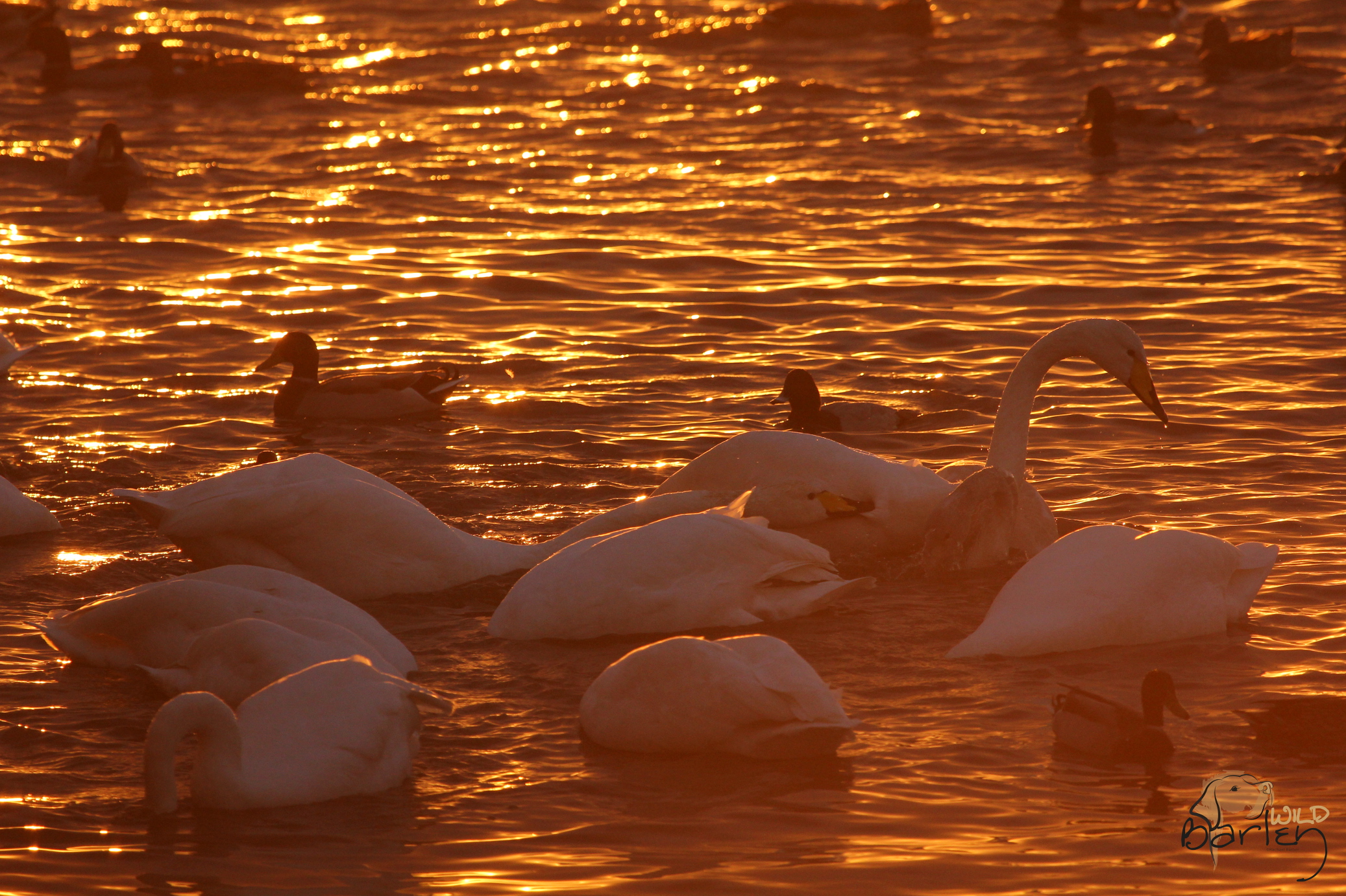 the wild swans incandescent rar file